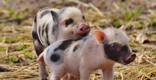 piglets