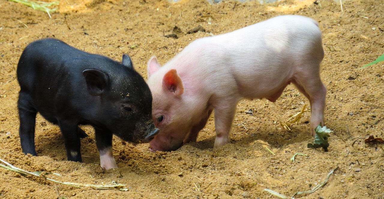 pigs animals used for food animal facts peta kids