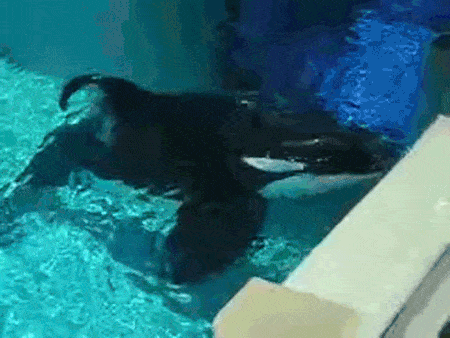 Floating Lifelessly Orca Gif