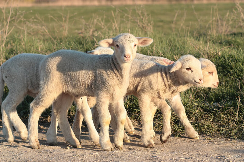 uggs made from sheep