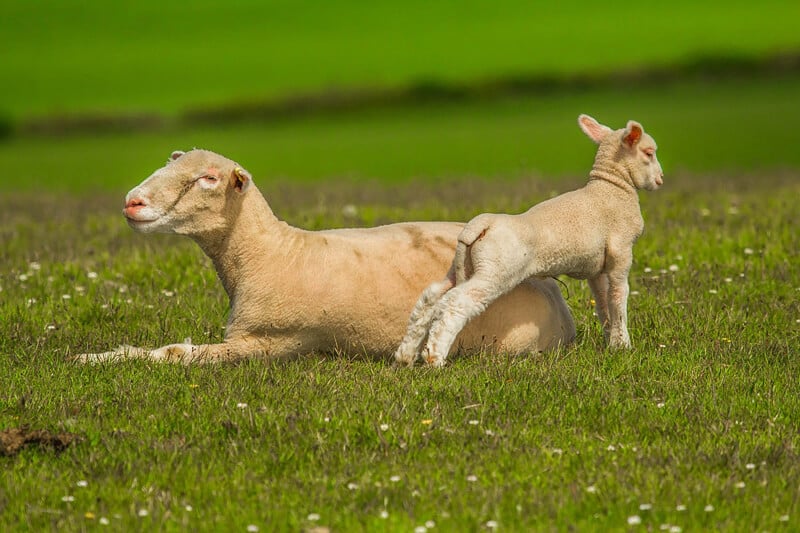 Sheep-and-Lamb