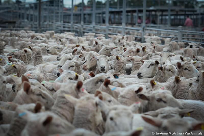 uggs and sheep