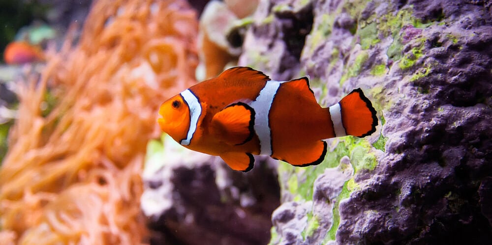 clown fish