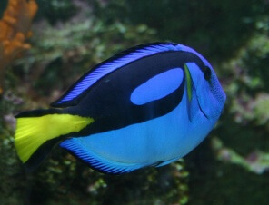 regal tang fish finding dory