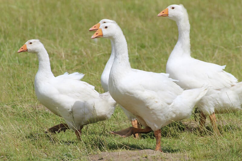 Geese