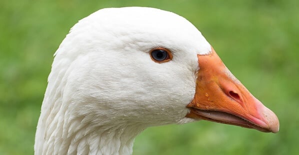 4 Ways You Might Be Hurting Geese