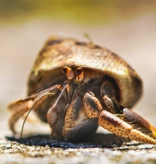 hermit crab in sand