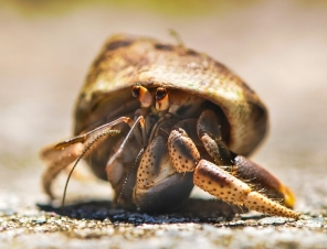 hermit crab in sand