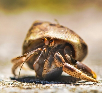 hermit crab in sand
