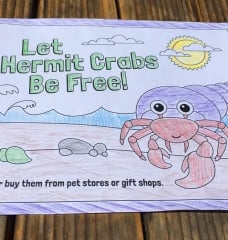 Hermit Crab Coloring Sheets