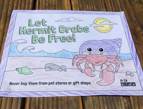 hermit-crab-coloring-sheet