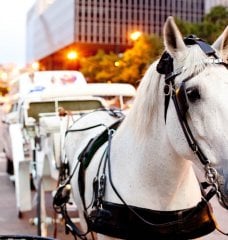 8 Reasons Why Horse-Drawn Carriages Are Just Plain Wrong