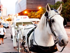 horse pulling horse-drawn carriage