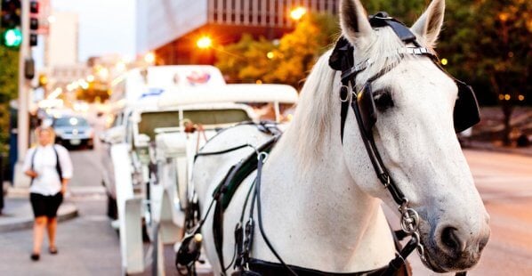 horse pulling horse-drawn carriage