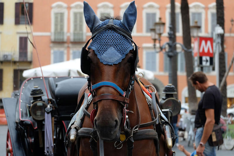 Brown-Horse-Drawn-Carriage