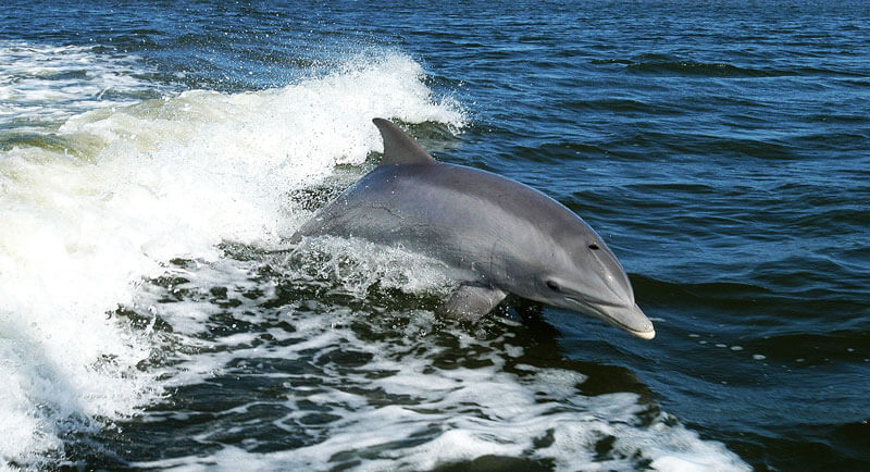 Dolphin-in-Ocean