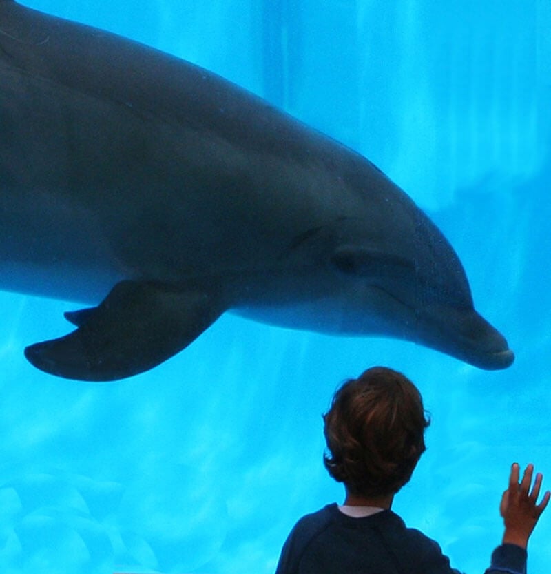 Dolphin-in-Tank-and-Boy