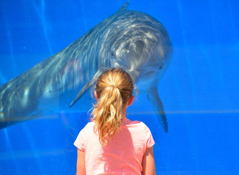 Dolphin-in-Tank-with-Girl