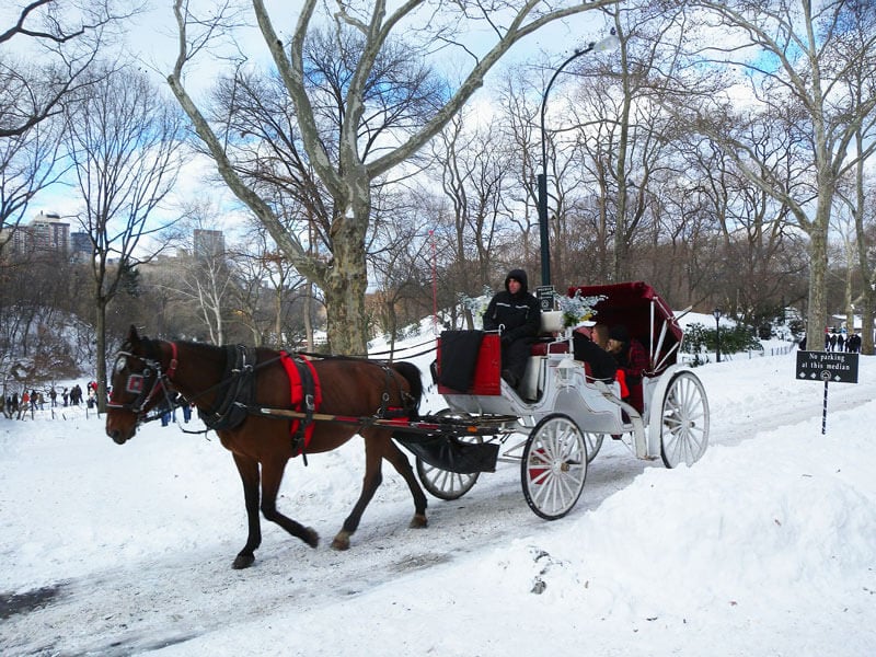 Horse-Drawn-Carriage-in-Snow