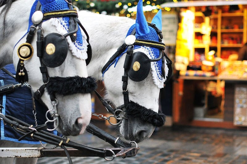 White-Horses-Drawn-Carriage