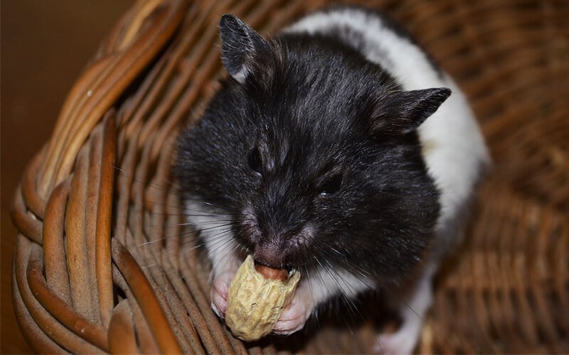 black-and-white-hamster