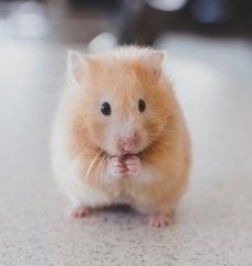 hamsters and gerbils sold as 'pets'