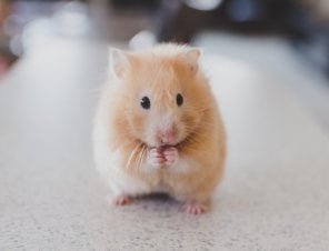 hamsters and gerbils sold as 'pets'