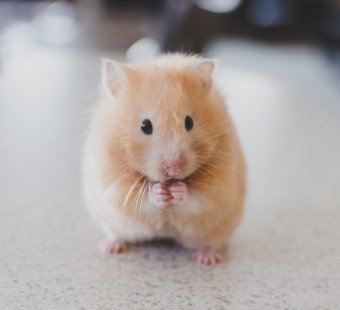 hamsters and gerbils sold as 'pets'