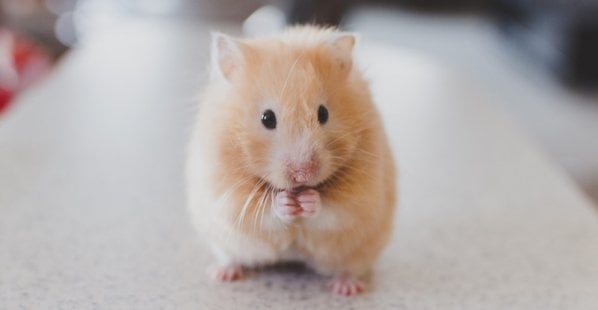 hamsters and gerbils sold as 'pets'