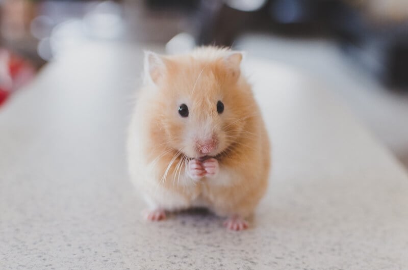 5 week old hamster