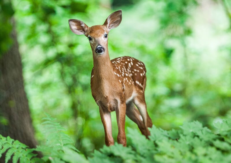 deer-in-woods