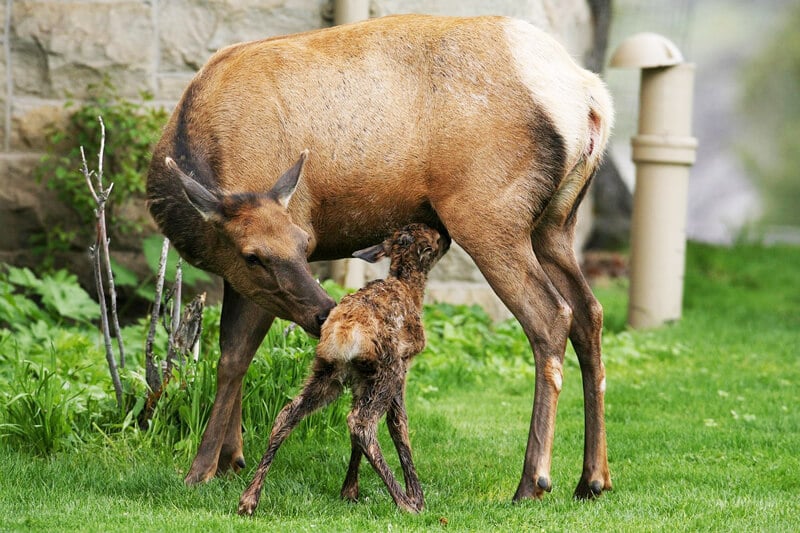 elk-mom-and-baby