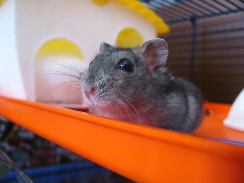 grey-hamster