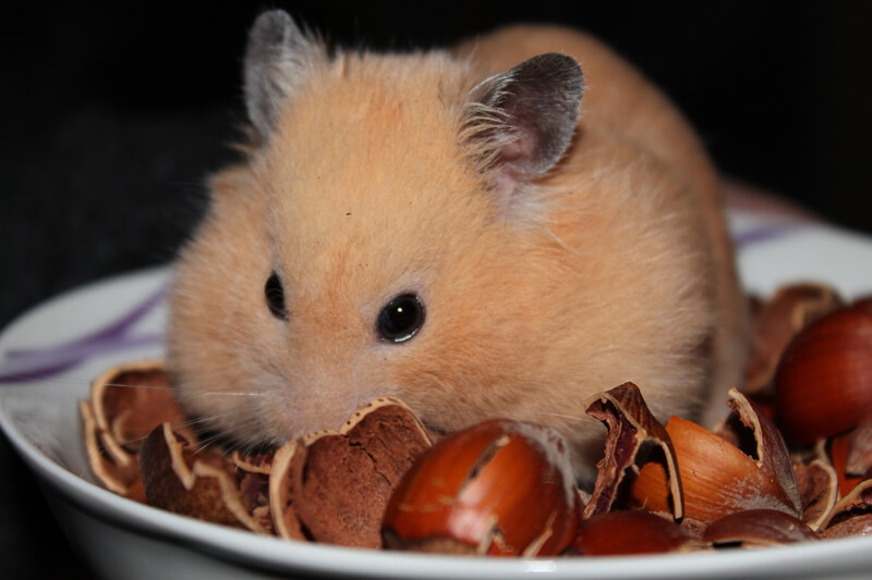 hamster-eating