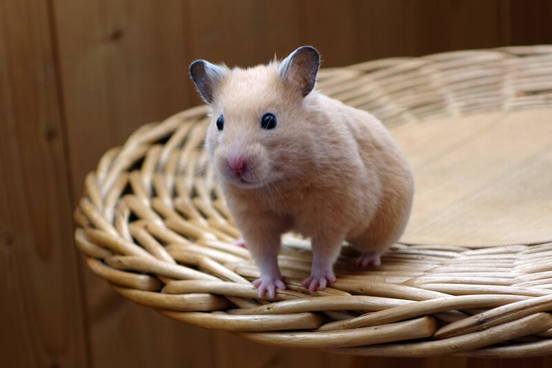 7 Reasons To Adopt A Hamster