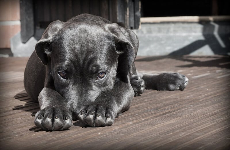 black-dog-puppy