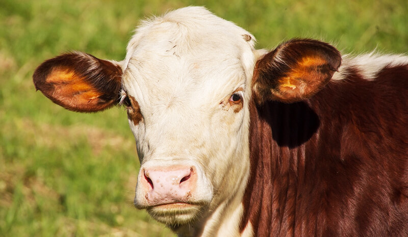 Brown and White Cow