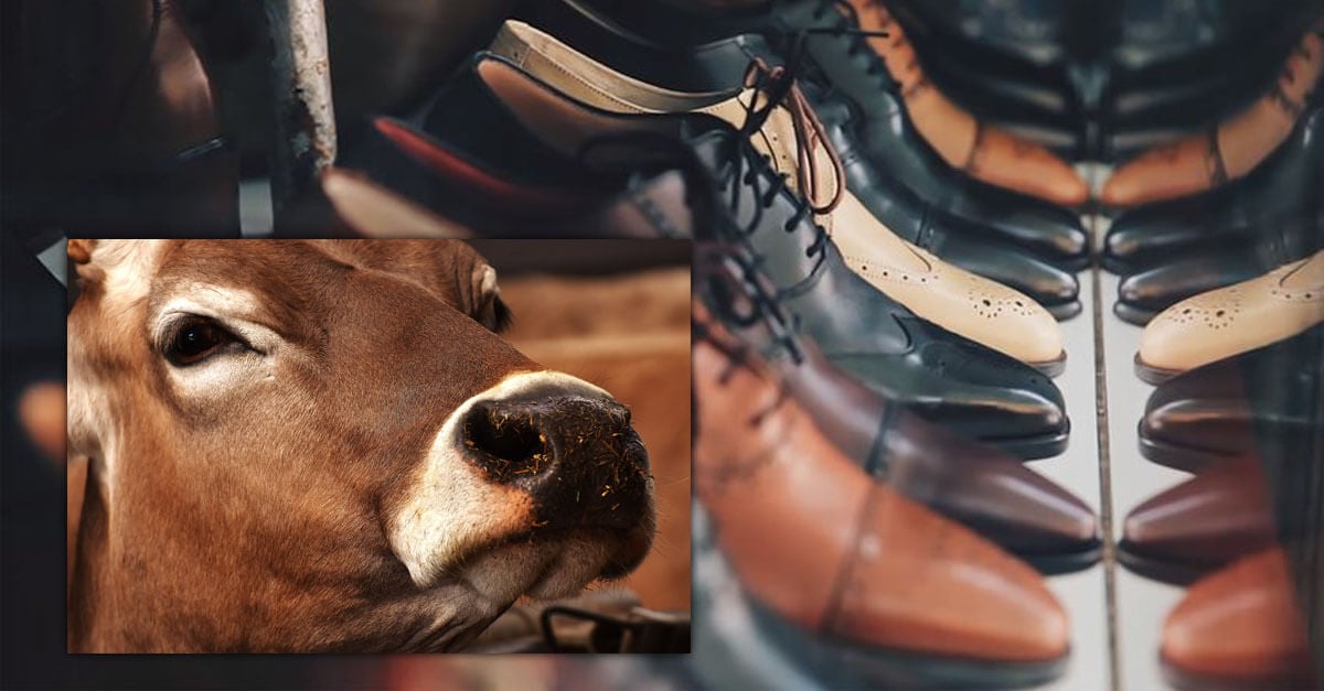 The Truth About Cows Used for Leather Animals Used for Clothing