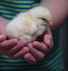 Kid with chick
