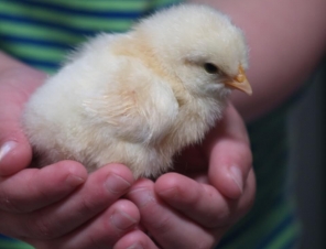 Kid with chick