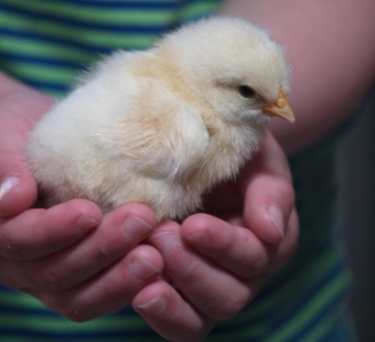 Kid with chick