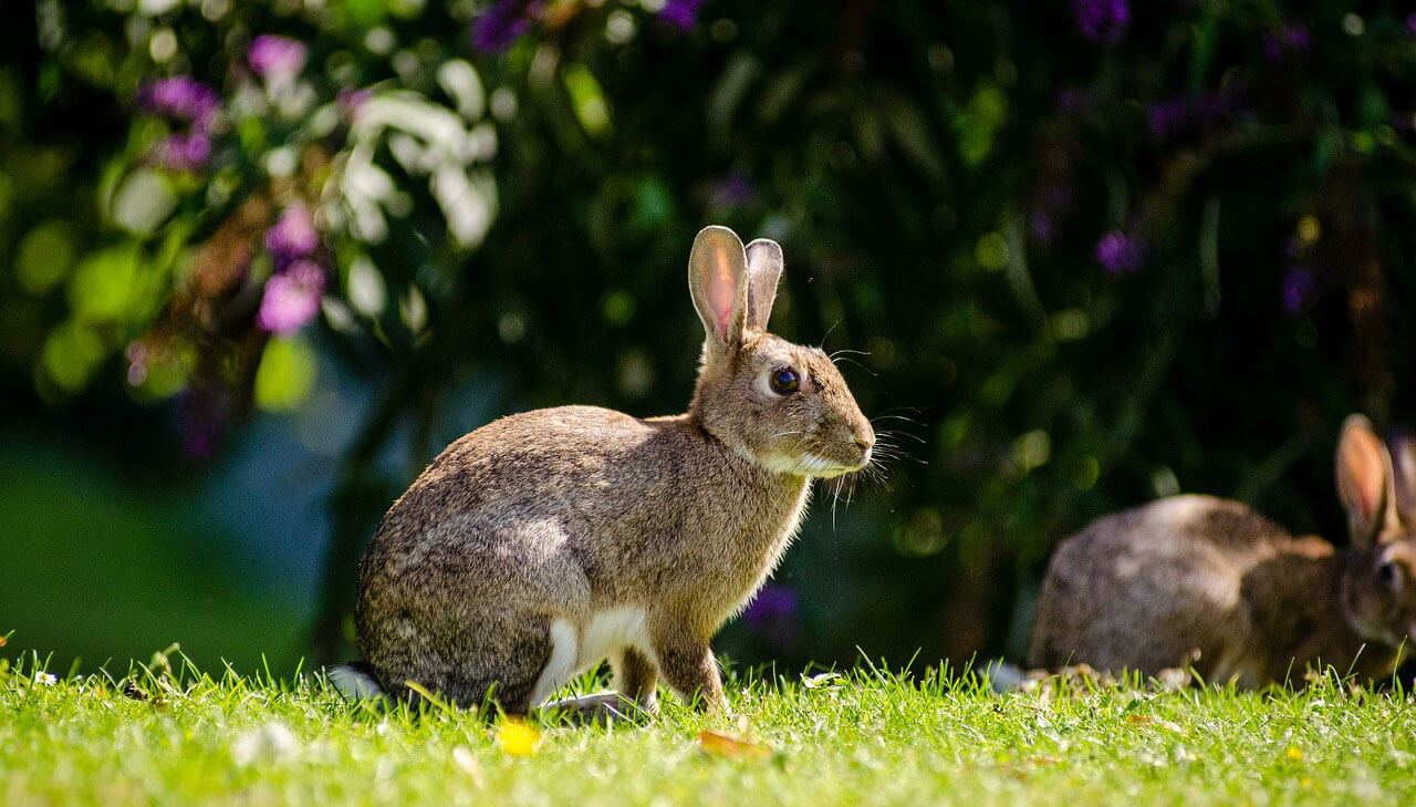 Rabbit outside