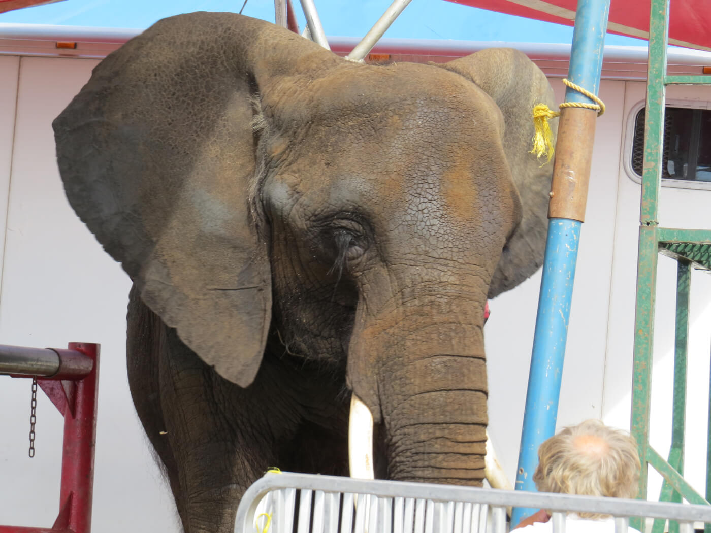 This is what years of tourist rides do to an elephant