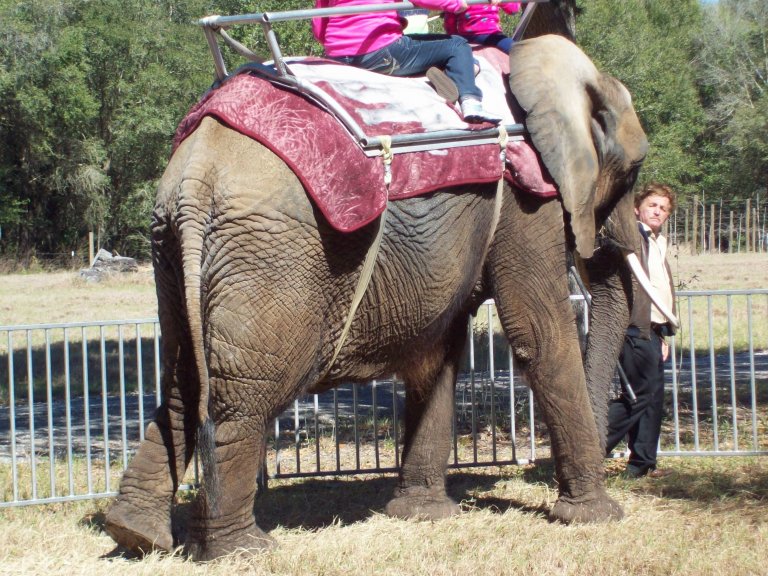 Why Elephant Rides Are Wrong PETA Kids