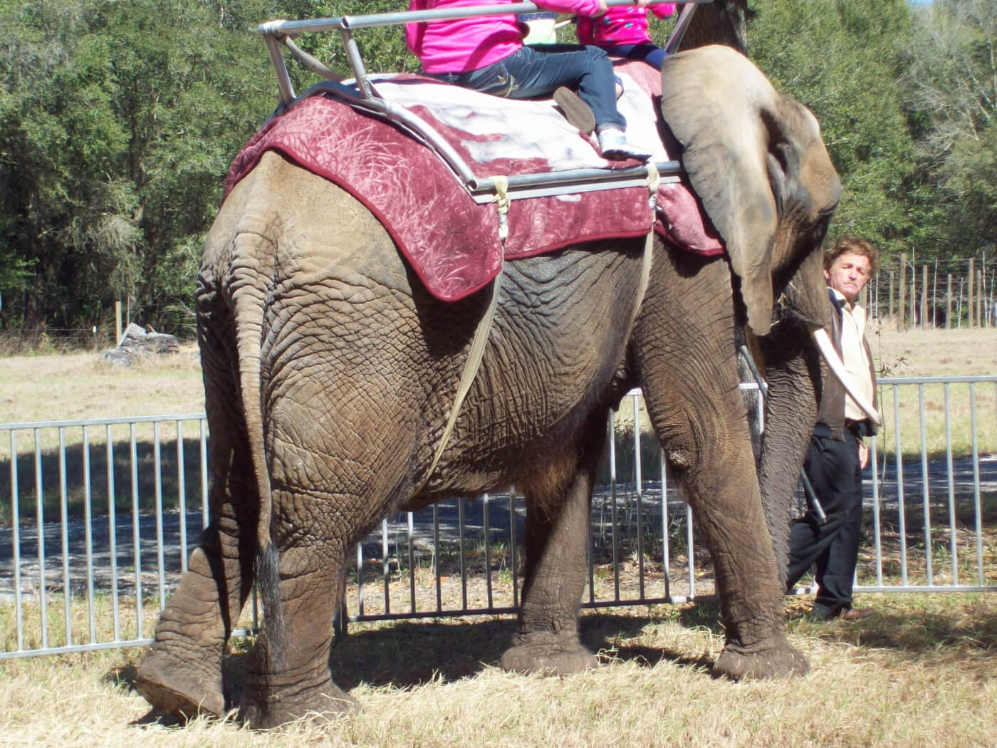 Why Elephant Rides Are Wrong | PETA Kids