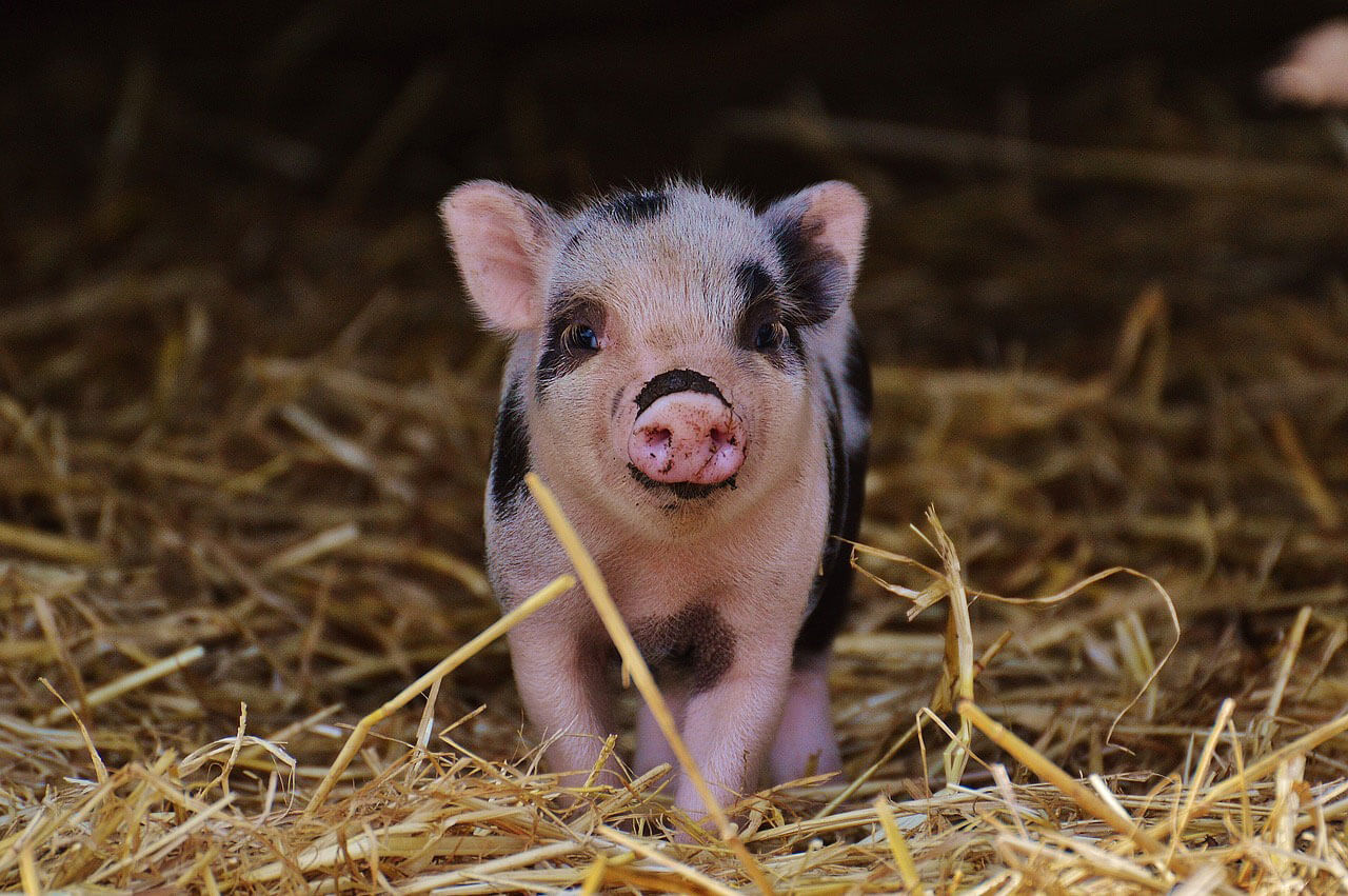 Cute Pig