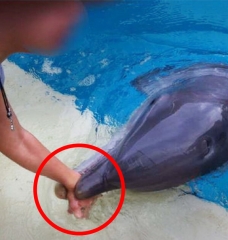 Swimming With Dolphins is Cruel