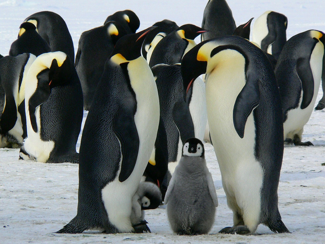 emperor-penguins
