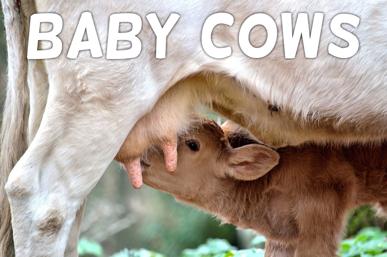 Match the Milk to the Correct Baby Animal! | PETA Kids