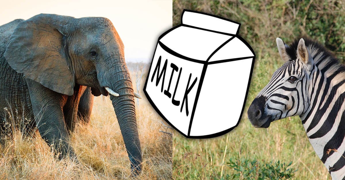 Match the Milk to the Correct Baby Animal! | Save Animals | PETA Kids